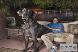 世界上十大体型最大的狗：藏獒上榜高加索犬像熊一样憨厚