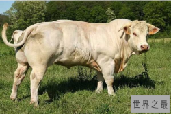世界十大重型牛品种 契安尼娜牛体型最大，中国延边牛上榜