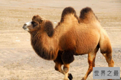 十大濒临灭绝的动物：熊猫上榜，它是自然界的清道夫