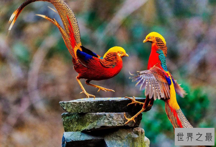 全球十大观赏鸟排行榜 颜值超高的鸟类，这些你都认识吗