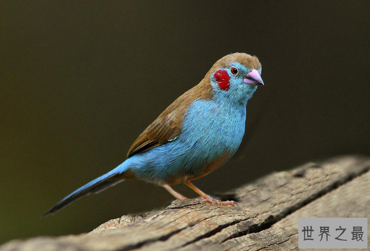 全球十大观赏鸟排行榜 颜值超高的鸟类，这些你都认识吗