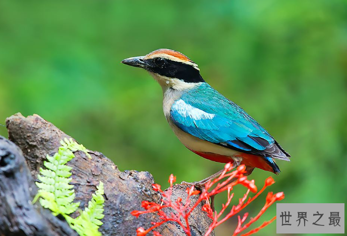 全球十大观赏鸟排行榜 颜值超高的鸟类，这些你都认识吗