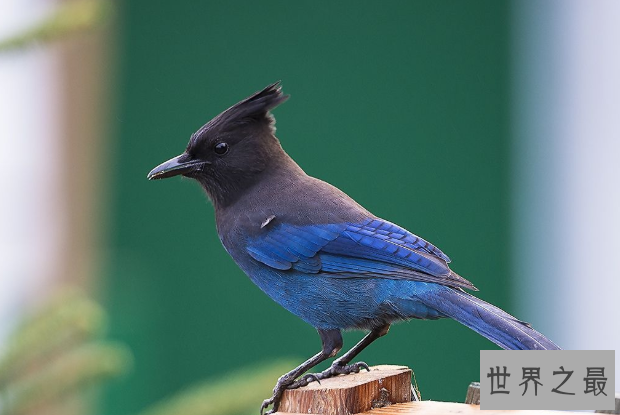 全球十大观赏鸟排行榜 颜值超高的鸟类，这些你都认识吗