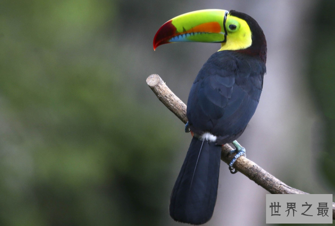 全球十大观赏鸟排行榜 颜值超高的鸟类，这些你都认识吗
