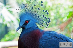 全球十大观赏鸟排行榜 颜值超高的鸟类，这些你都认识吗