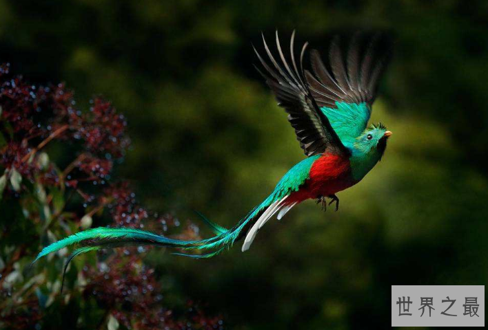 全球十大观赏鸟排行榜 颜值超高的鸟类，这些你都认识吗
