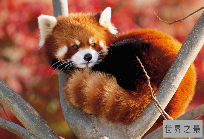 全球最美动物排行榜 白虎黑豹上榜，红狐狸又魅又美