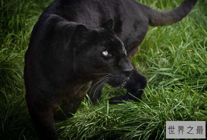全球最美动物排行榜 白虎黑豹上榜，红狐狸又魅又美