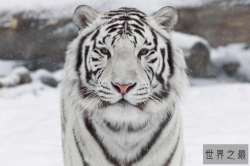 全球最美动物排行榜 白虎黑豹上榜，红狐狸又魅又美