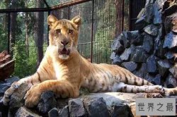 世界十大大型猫科动物 狮子仅第二第一是老虎狮子结合体