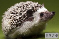 世界十大最酷的多刺动物 海胆不仅刺多长的还好看