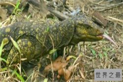 世界十大神奇动物 加拉帕戈斯象龟是活过超一个世纪的存在