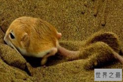 世界上十大最小的哺乳动物 山脉侏儒负鼠可以拿在手上把玩