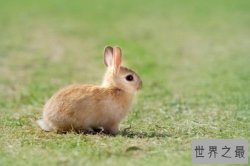 世界十大最受欢迎的兔子品种 荷兰侏儒兔世界最小害怕生人