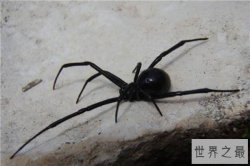 世界十大最毒的毒虫 黑寡妇毒性大毒发只需十分钟