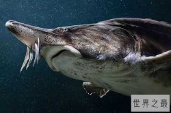 世界十大最大淡水鱼 欧洲鳇体重可达到1吨相当巨大