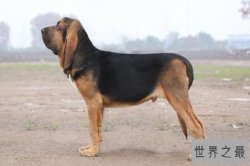 世界十大嗅觉能力出众的狗 寻血猎犬嗅觉灵敏常作为警犬