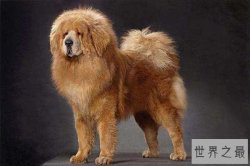 世界十大最贵的狗 藏獒的价格可以抵得上北京二环的房价了