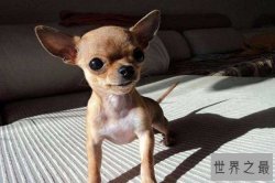世界十大最小的狗 最小吉娃娃体重仅有1公斤左右