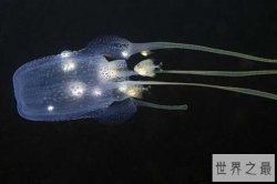 世界上最毒的动物Top10 海黄蜂毒液可以杀死20个人