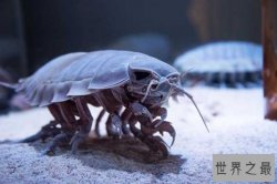 世界上十大最恐怖的动物 巨型等足虫易引起不适浑身发毛