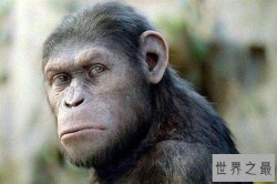 世界十大最聪明动物 类人猿是最像人类的存在