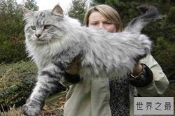 世界十大体格最大的猫 缅因猫体型健壮毛发旺盛