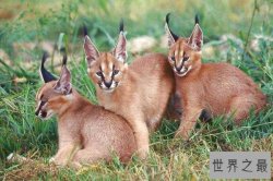 世界十大知名野猫 荒漠猫是中国的特产猫