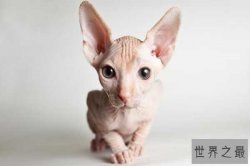 世界十大外表奇特的猫 日本短尾猫有着兔子一样的尾巴