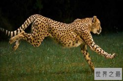 世界十大最快的动物 猎豹登顶袋鼠跳跃奔跑方式特殊