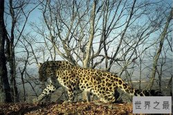 世界十大珍稀动物 大熊猫仅第五远东豹第一仅存40只