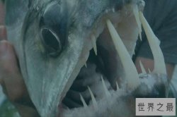 世界十大最危险的鱼 电鳗仅第十可发出致死电流