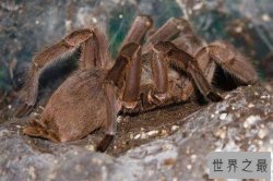 世界十大最毒蜘蛛 巴西游走蛛身材娇小毒性强大