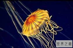 世界十大最美丽水母 第一颜色多变第十发光明显