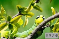 世界上十大最奇怪昆虫 犀牛蟑螂没有翅膀第一长得像外星人