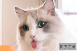 世界十大著名的宠物猫 狸花猫第十是捕抓老鼠的好手