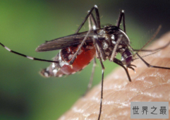 地球十大危险的动物杀手排行榜：排名第一的竟然是蚊子