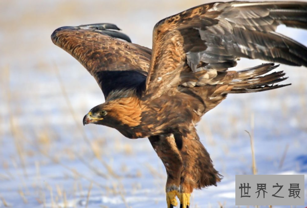 鸟类的飞行速度排名:游隼以时速高达389公里排名第一