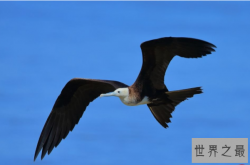 鸟类的飞行速度排名:军舰鸟以时速高达418公里排名第一