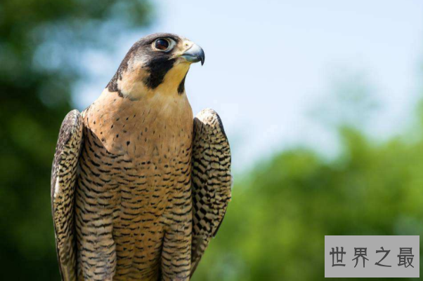鸟类的飞行速度排名:游隼以时速高达389公里排名第一