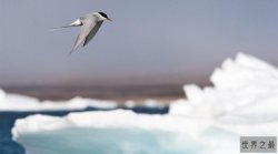连续飞行时间最长的鸟排行榜 北极燕鸥飞行时间最长几乎不落地