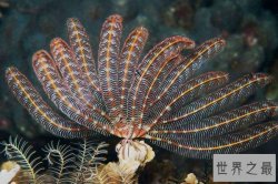 世界十大活化石动物 第一神似植物4.8亿年前已经出现