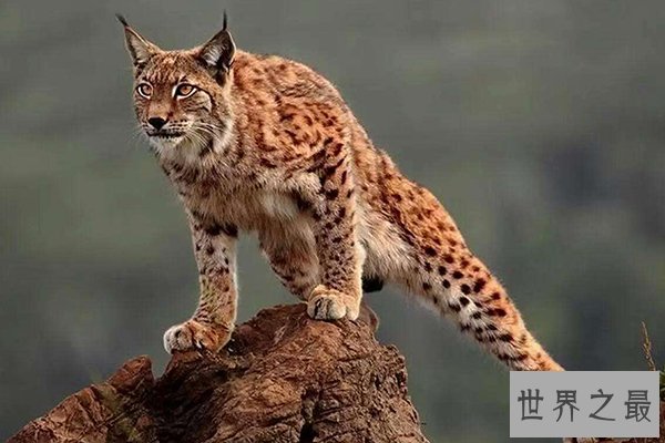 世界十大禁养猫科动物
