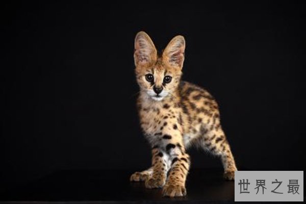 世界十大禁养猫科动物