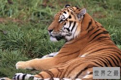 世界十大禁养猫科动物:第8名居然这么萌 第一送给你也不敢养