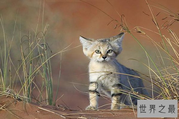 世界十大禁养猫科动物