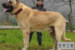 世界十大凶犬最新排名 第七被称为杀人犬，建议最好别养