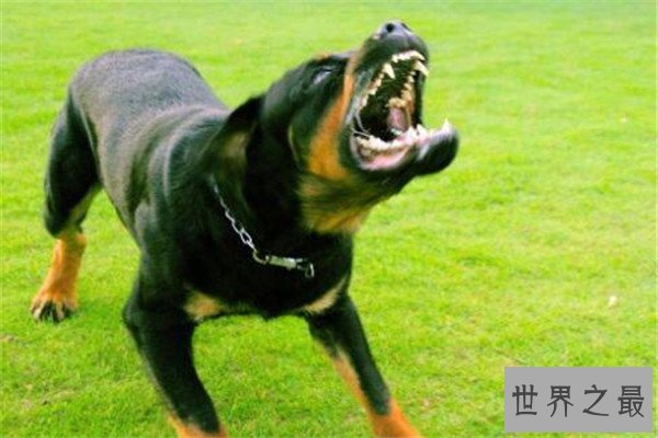 世界十大凶犬最新排名 第七被称为杀人犬，建议最好别养
