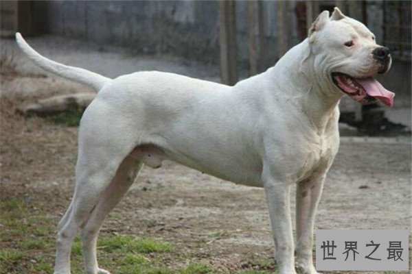 世界十大凶犬最新排名 第七被称为杀人犬，建议最好别养