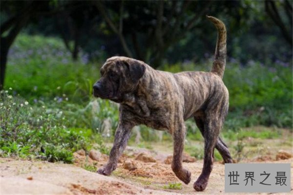 世界十大凶犬最新排名 第七被称为杀人犬，建议最好别养